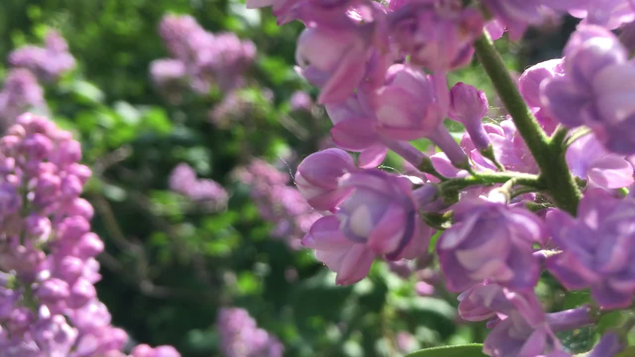 春天，丁香灌木的花枝在风中摇曳视频下载