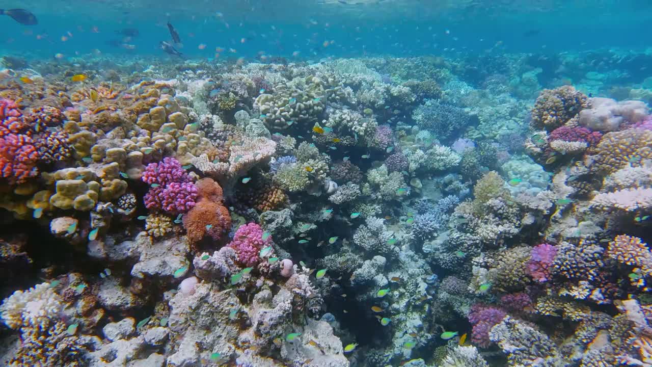 美丽的珊瑚礁上的海洋生物和许多小型热带鱼，绿色Chromis viridis(绿色Chromis)在红海-马萨阿拉姆-埃及视频下载