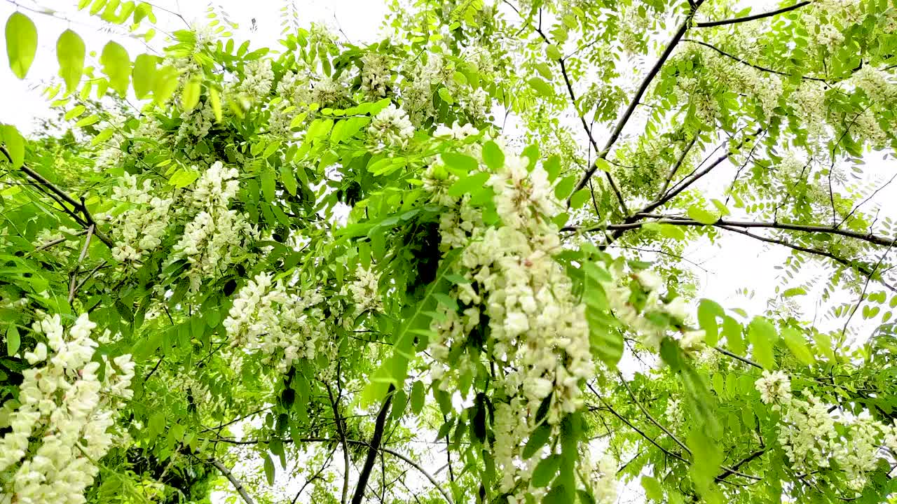 盛开的金合欢枝头，白花迎风摇曳视频下载