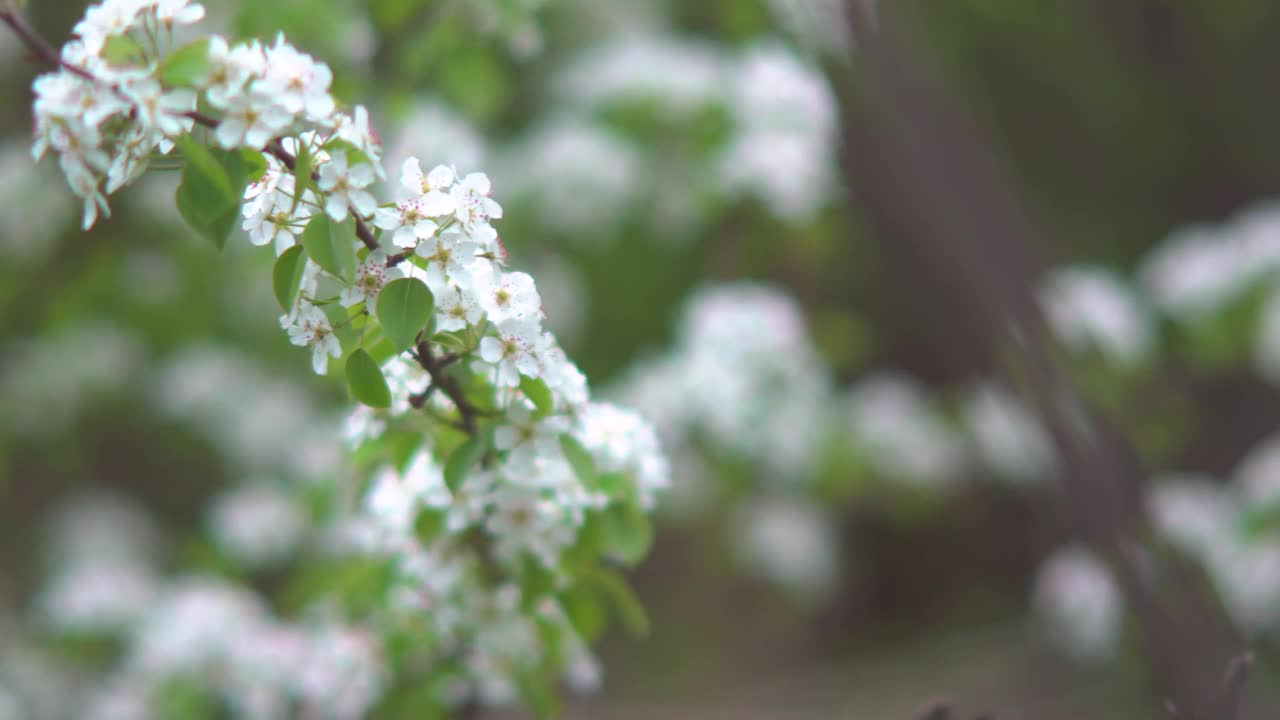 春天的花园里，樱花盛开。散景。视频下载