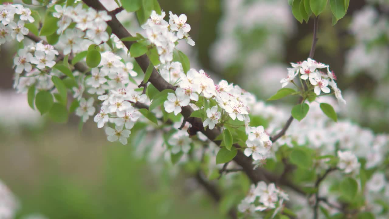 4 k。春天的花园里，樱花盛开。散景。视频下载