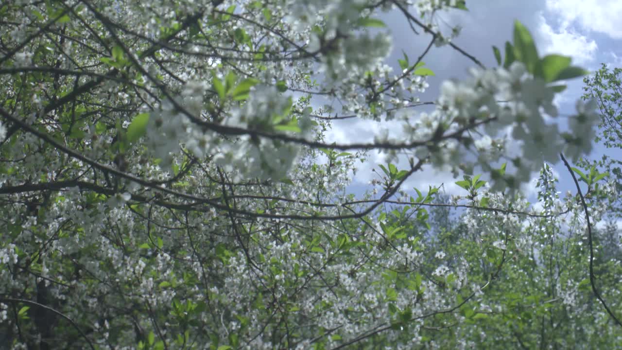 春天的花园里，樱花盛开。散景。视频下载