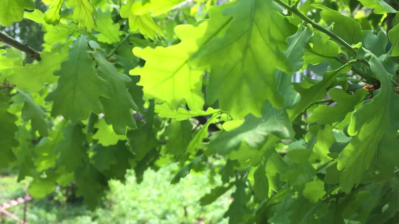 春天，新鲜的绿橡树叶在风中摇曳视频下载