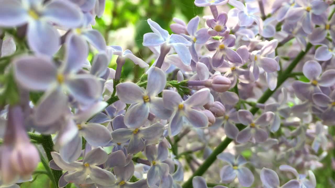 春天，丁香灌木的花枝在风中摇曳视频下载