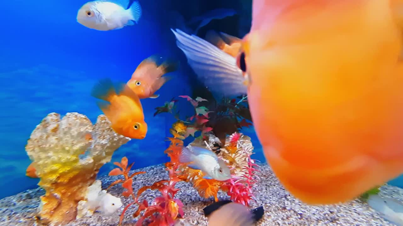 金色和白色的鱼在一个美丽的水族馆里游泳视频下载