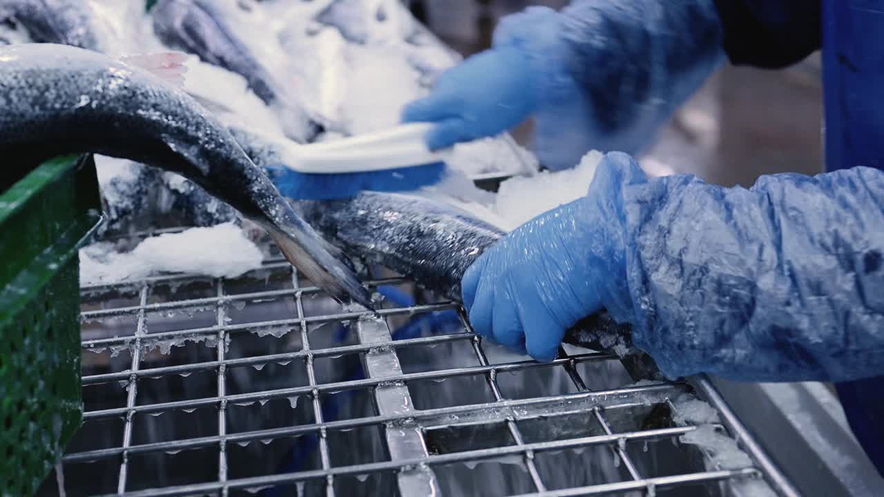 清理冷冻鳟鱼尸体上的冰屑视频下载