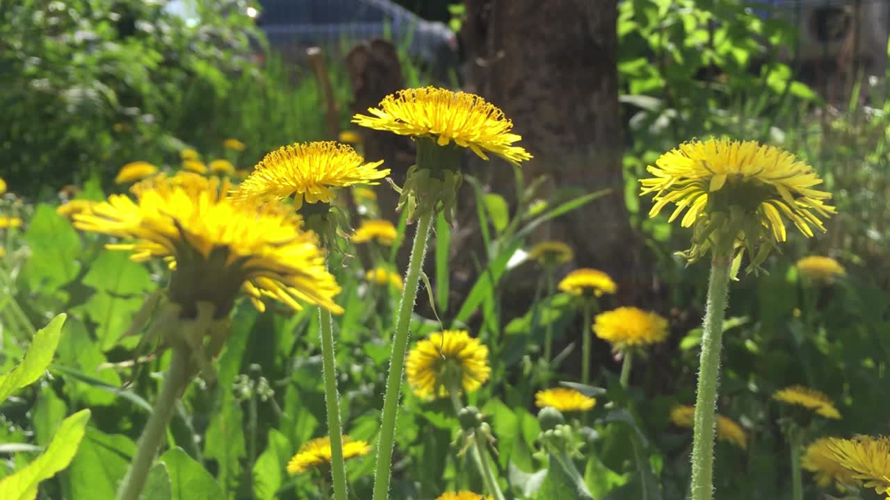 美丽的蒲公英在夏日的微风中摇曳。日光。夏天的时间概念视频下载