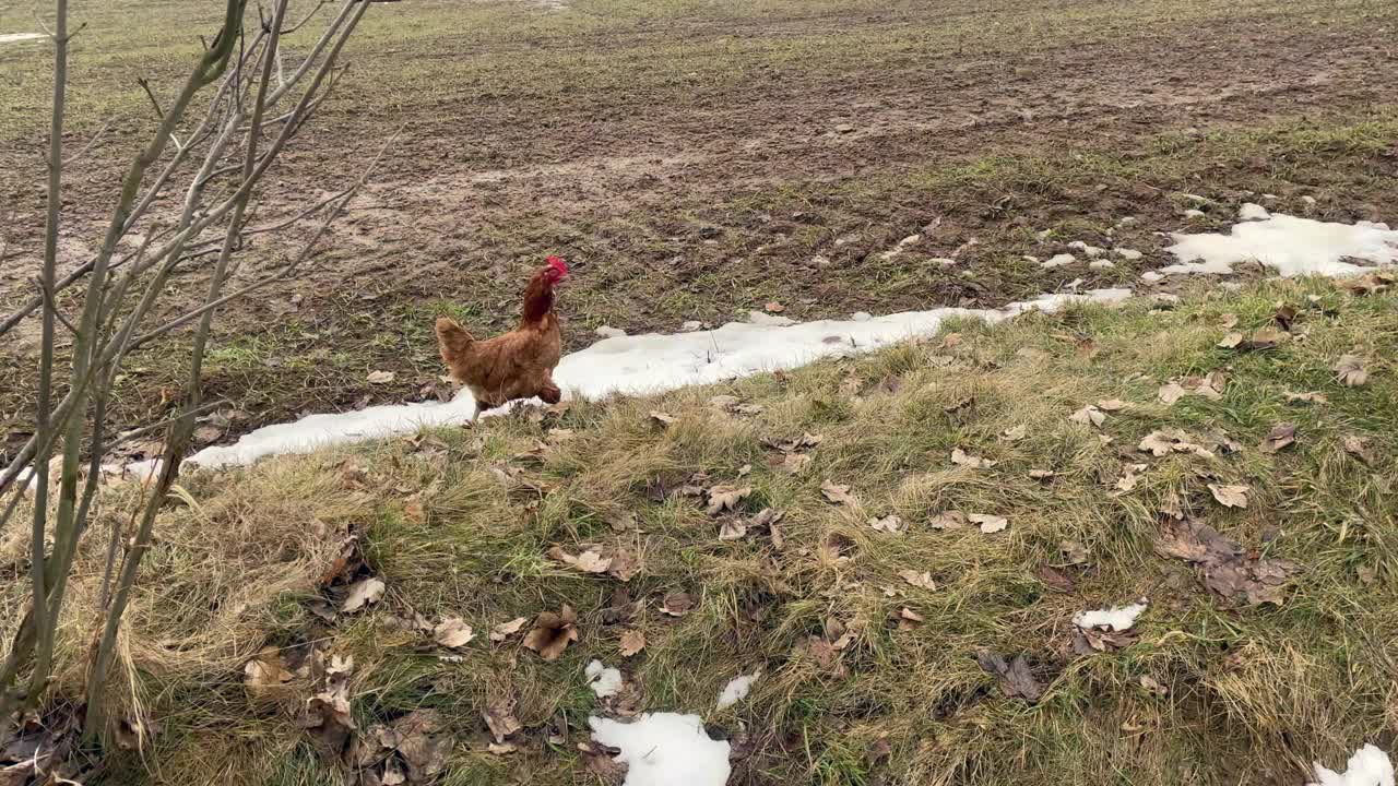 母鸡到外面半白雪的田地里去找其他的母鸡，散养的母鸡，生态农场视频下载