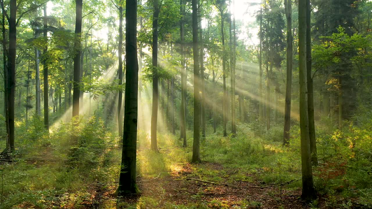 空中拍摄的森林里美丽的早晨视频下载