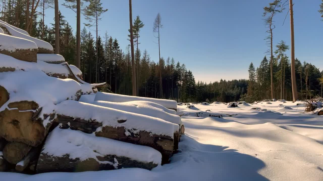 积雪覆盖的空地在森林中，木材行业，伐木后树皮甲虫攻击，森林在冬季，从左到右看，穿越空地视频下载