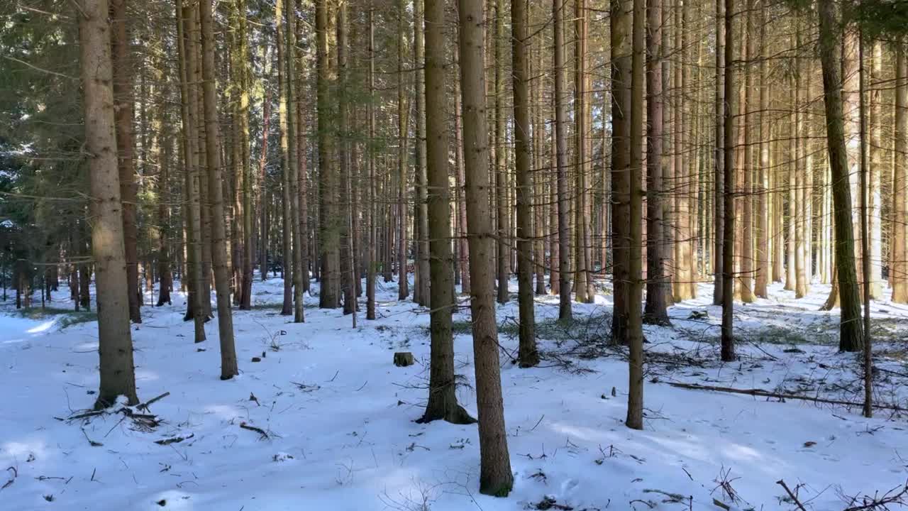 冬季森林以成熟的针叶林和雪道林居中，观景从右至左视频下载