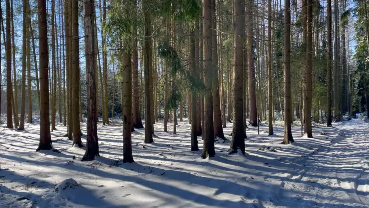 冬季森林以成熟的针叶林和雪道林居中，观景从左至右视频下载