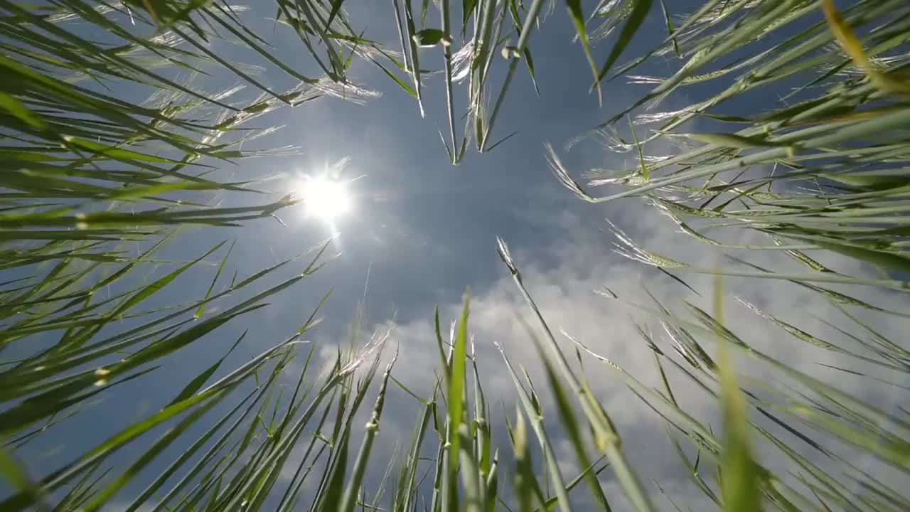 在天空和太阳的背景下，草在风中摇曳视频下载