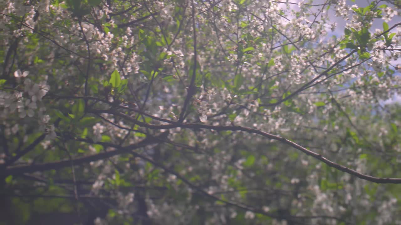 在阳光明媚的日子里，盛开的苹果树和樱桃树。视频下载