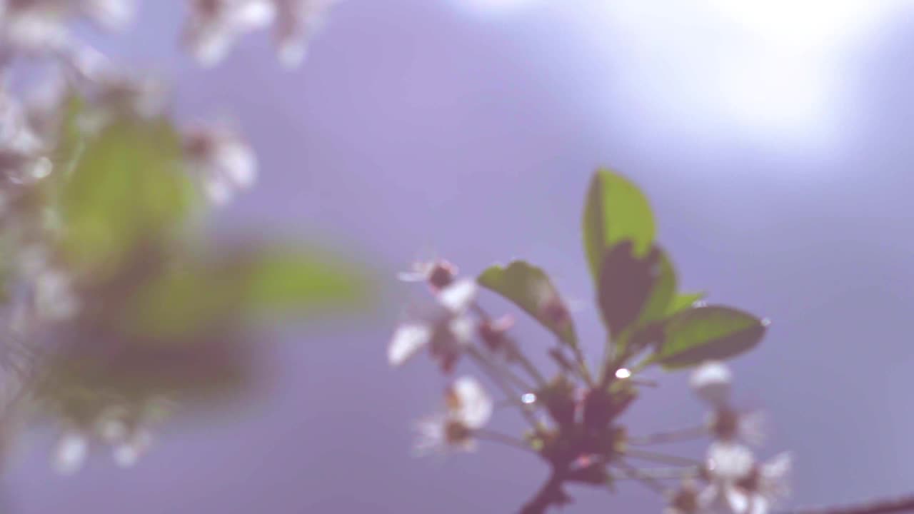 在阳光明媚的日子里，盛开的苹果树和樱桃树。视频下载