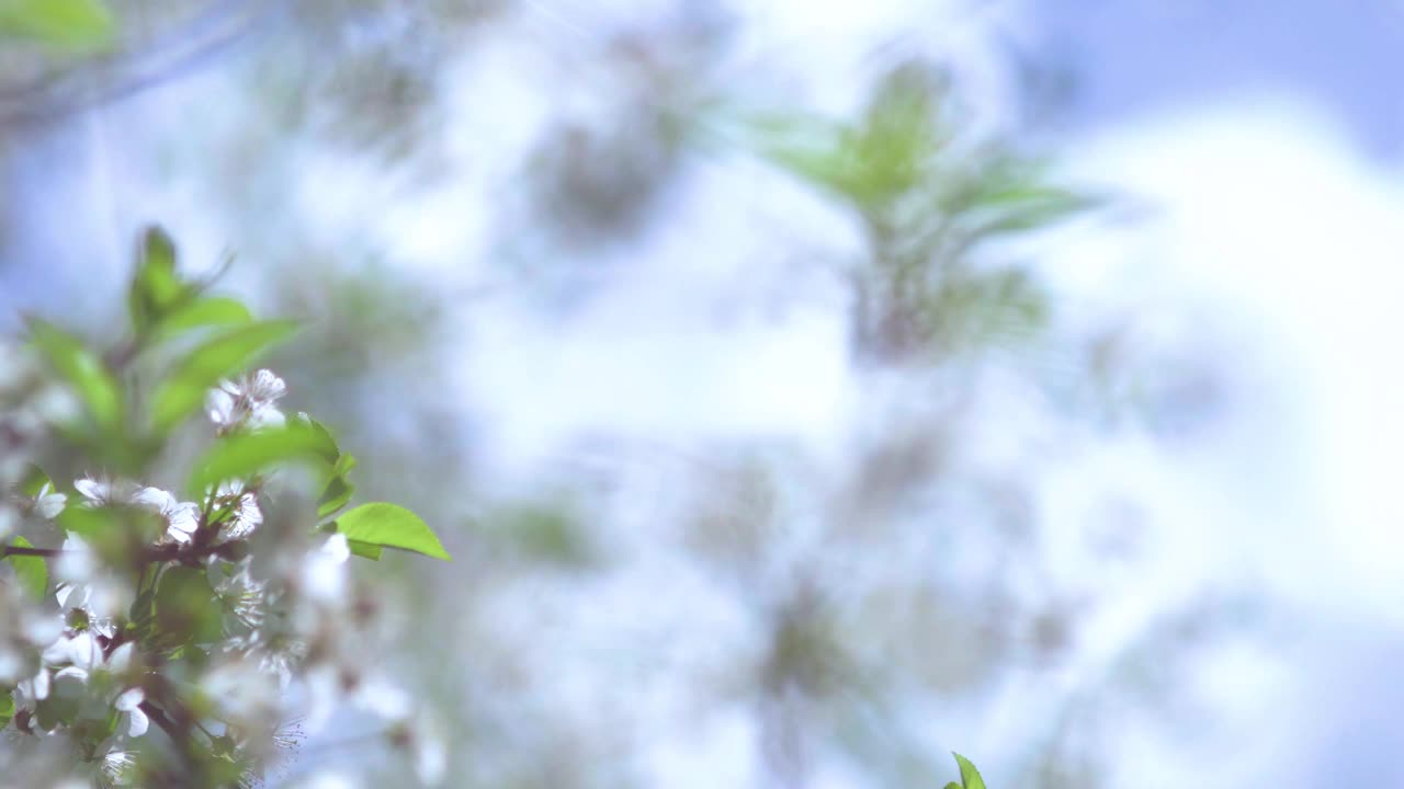 在阳光明媚的日子里，盛开的苹果树和樱桃树。视频下载