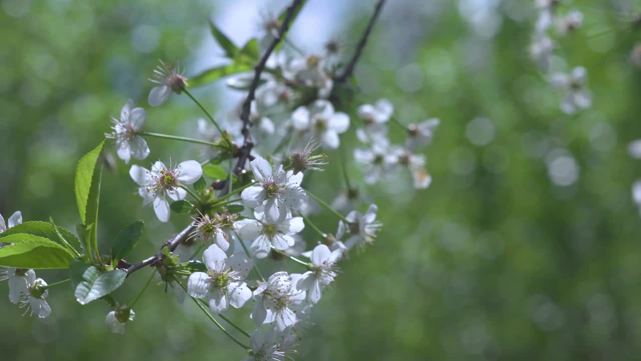 在阳光明媚的日子里，盛开的苹果树和樱桃树。视频下载