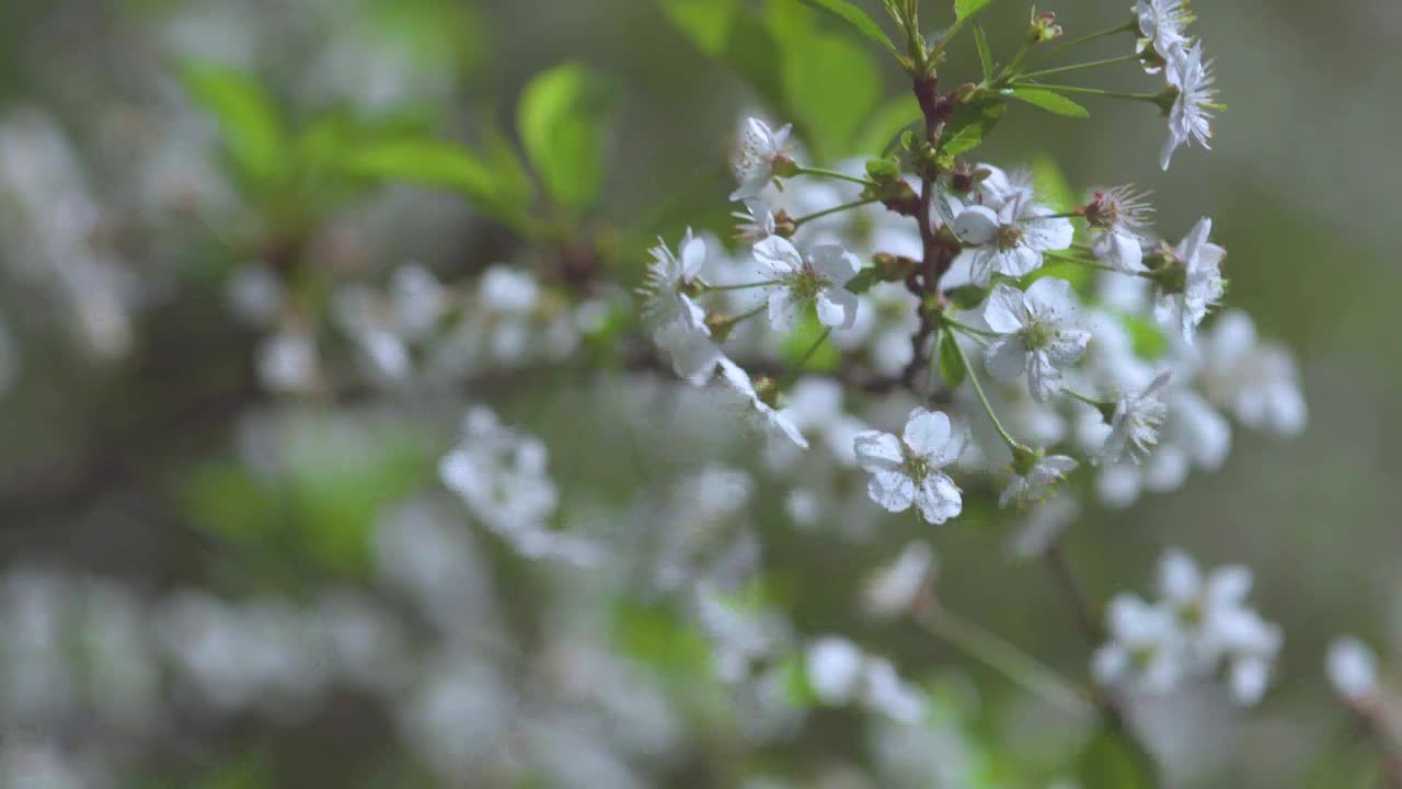 在阳光明媚的日子里，盛开的苹果树和樱桃树。视频下载