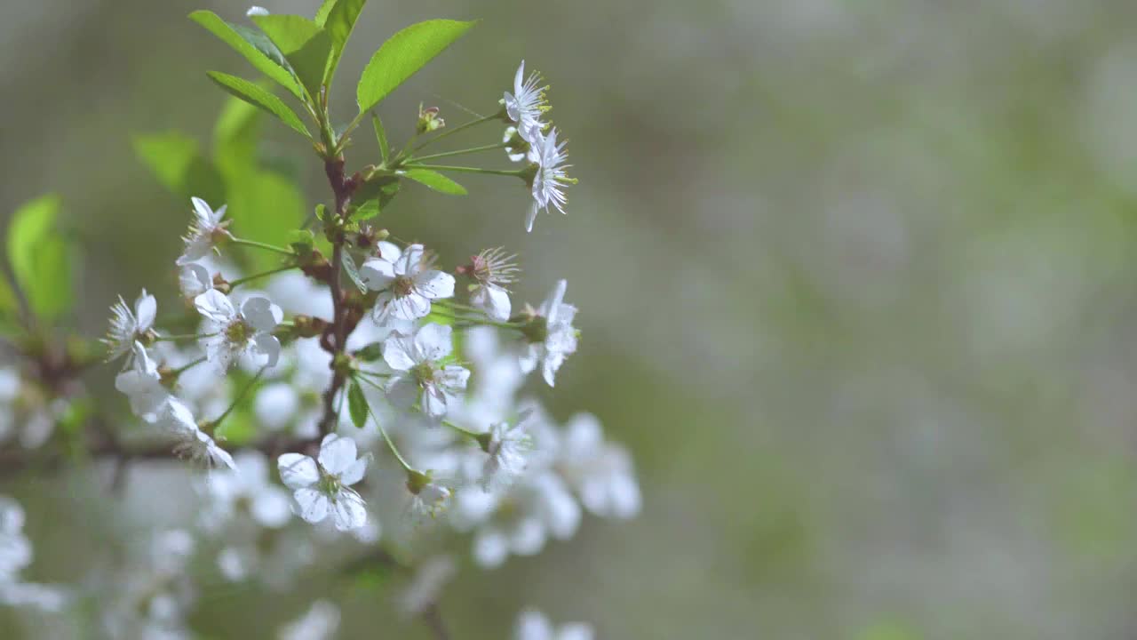 在阳光明媚的日子里，盛开的苹果树和樱桃树。视频下载