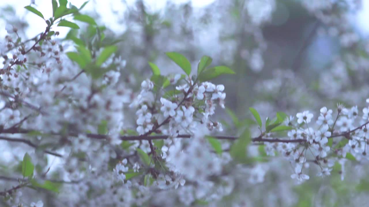 在阳光明媚的日子里，盛开的苹果树和樱桃树。视频下载