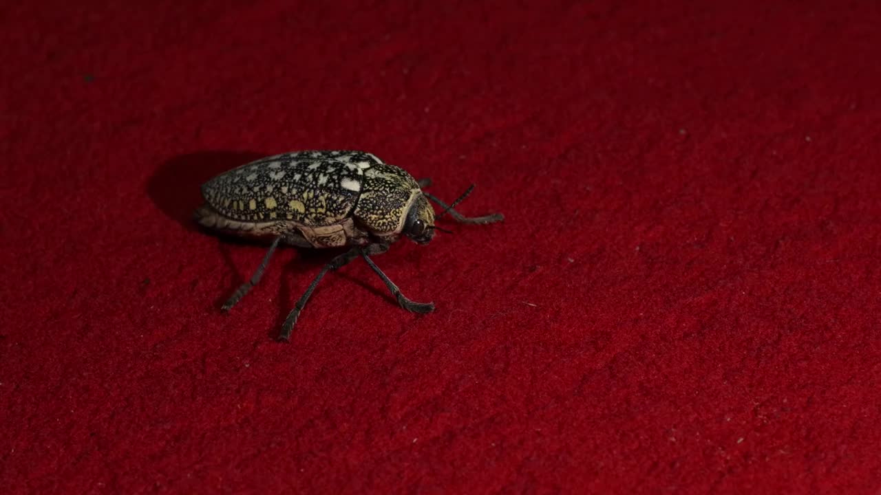 一种产于阿拉伯联合酋长国的含硫宝石甲虫(胡杨甲虫)，甲虫有两对翅膀和六条腿。视频下载