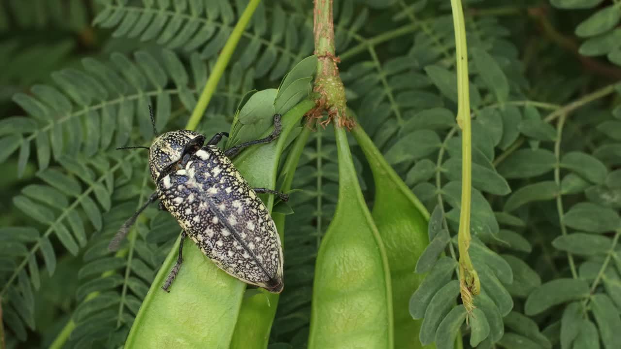 一种产于阿拉伯联合酋长国的含硫宝石甲虫(胡杨甲虫)，甲虫有两对翅膀和六条腿。视频下载