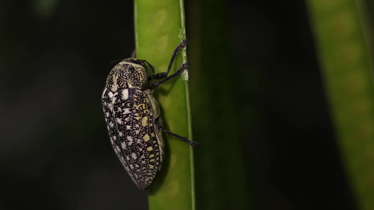 一种产于阿拉伯联合酋长国的含硫宝石甲虫(胡杨甲虫)，甲虫有两对翅膀和六条腿。视频下载