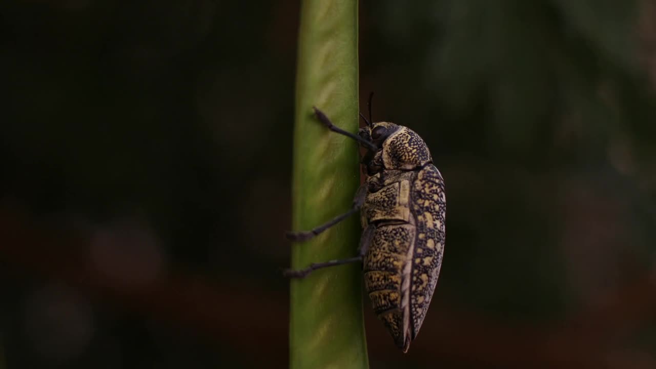 一种产于阿拉伯联合酋长国的含硫宝石甲虫(胡杨甲虫)，甲虫有两对翅膀和六条腿。视频下载