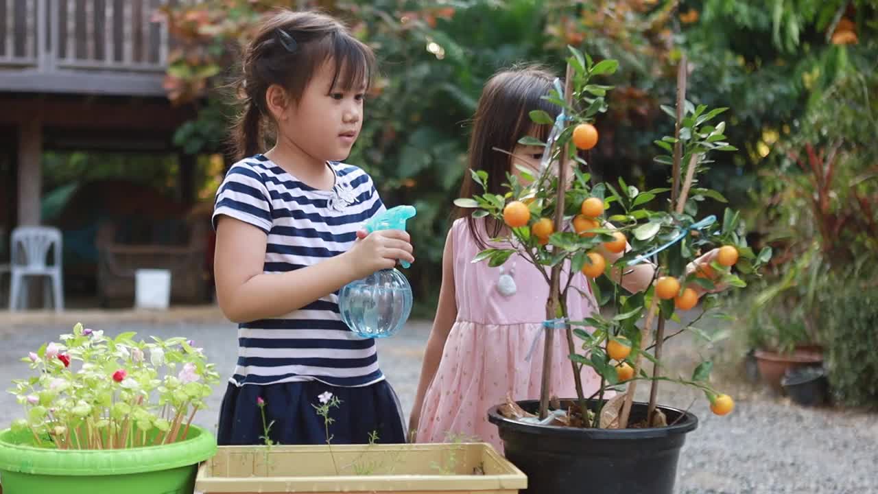 亚洲兄弟姐妹的孩子在花园里玩和探索他们种植的芽。生态友好园艺和可持续生活的概念，在家里种植自己的食物。视频下载