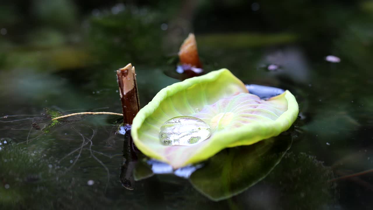 睡莲水滴视频下载