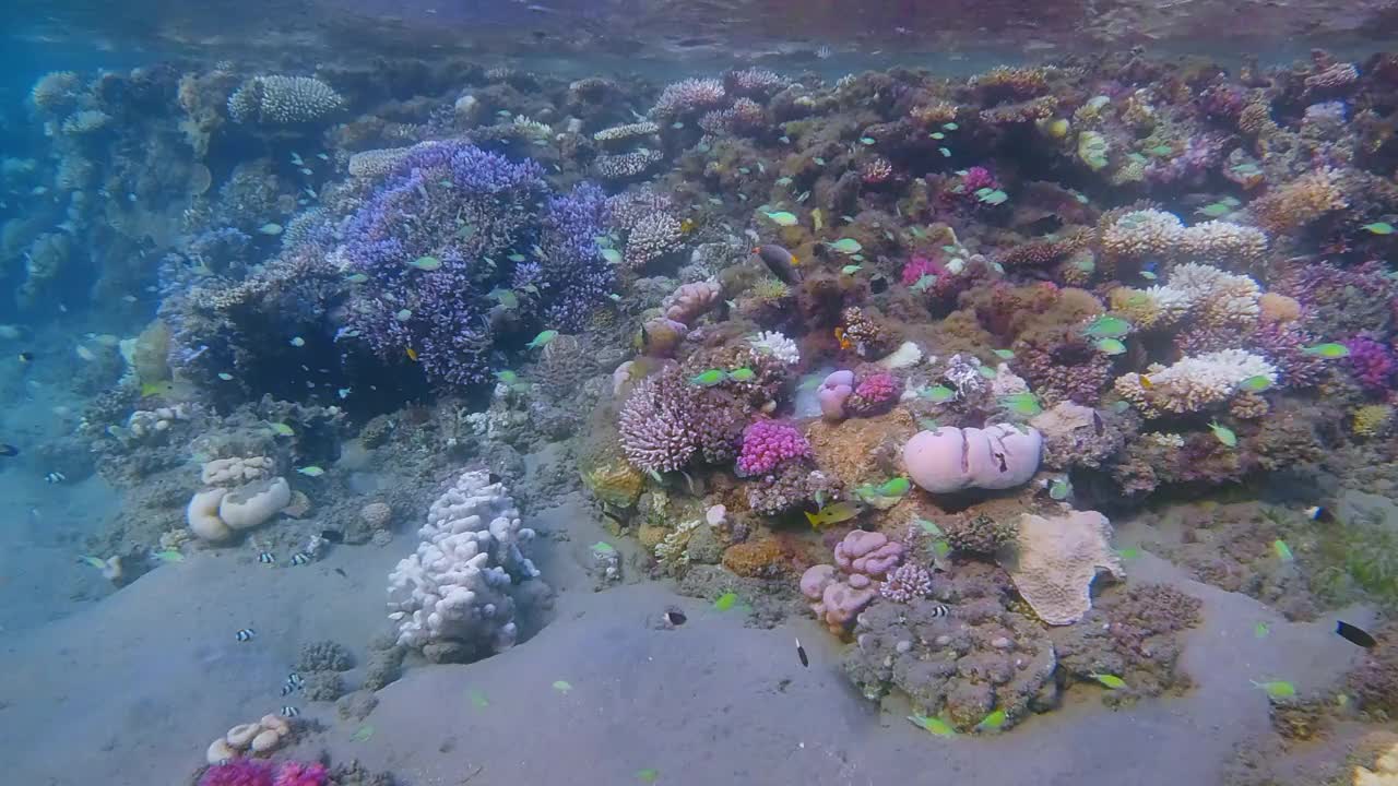 美丽的珊瑚礁上的海洋生物和许多小型热带鱼，绿色Chromis viridis(绿色Chromis)在红海-马萨阿拉姆-埃及视频下载