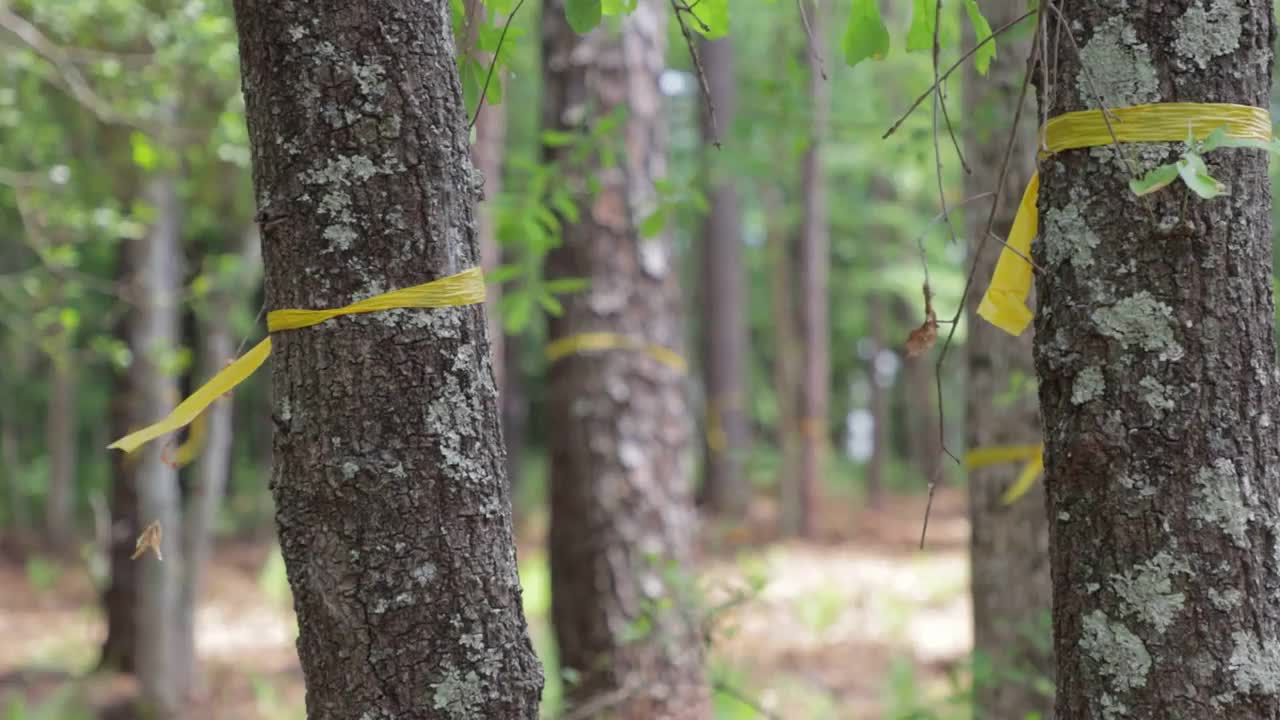 树木在被砍伐之前就被砍伐视频下载