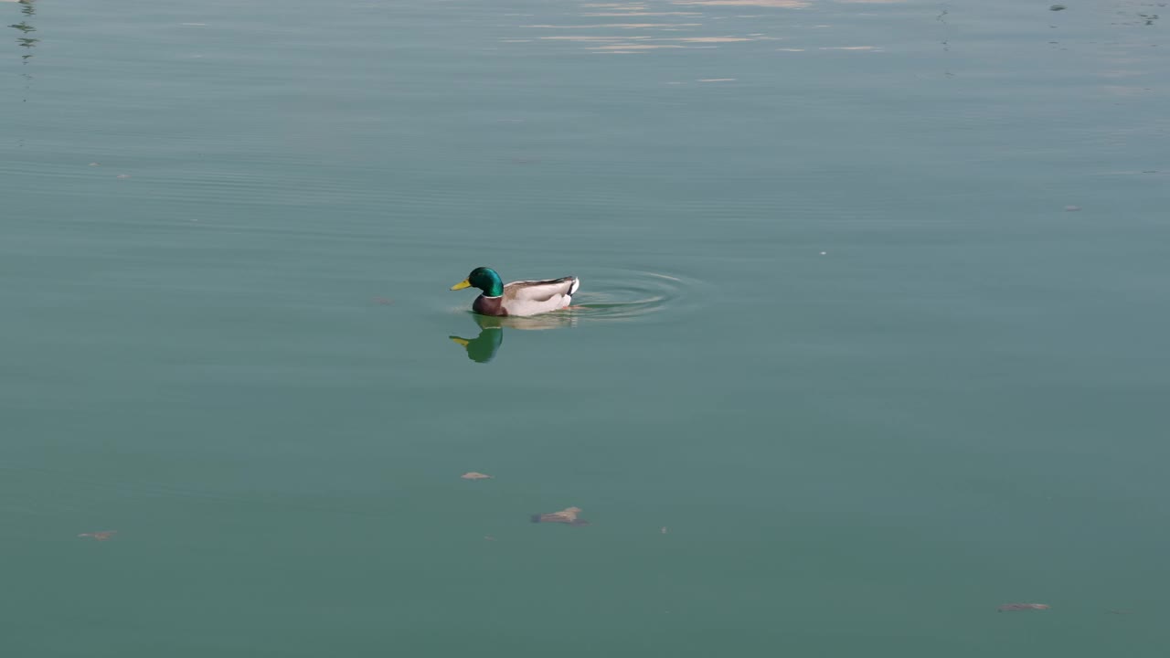 蓝棕白相间的雄性绿头鸭在苏黎世湖碧蓝的湖水中游泳，这只动物是在寻找食物或雌性，在没有人的白天视频下载