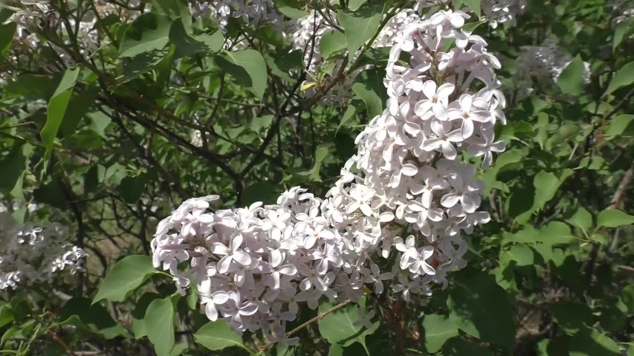 淡紫色(紫丁香)。丁香花正在凋谢。所有种类的紫丁香都有不同的美丽颜色，这就是为什么它们被培育在花园里。视频素材