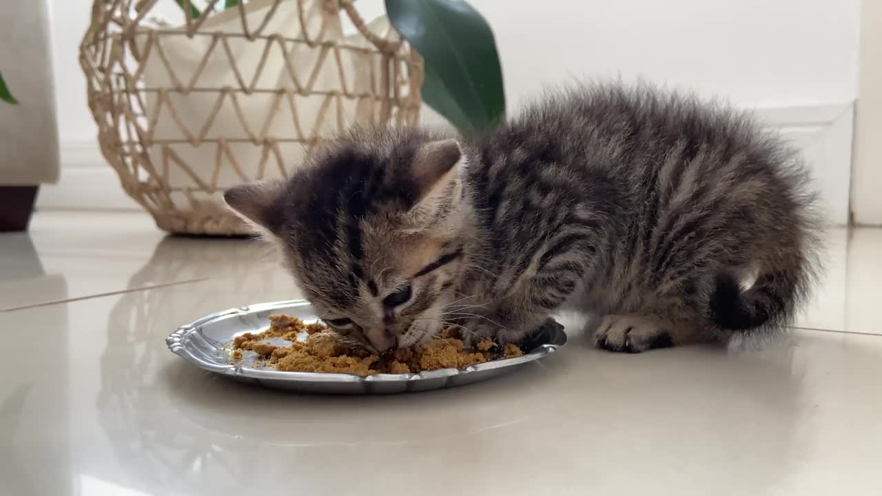 饥饿的小猫吃猫食。视频下载