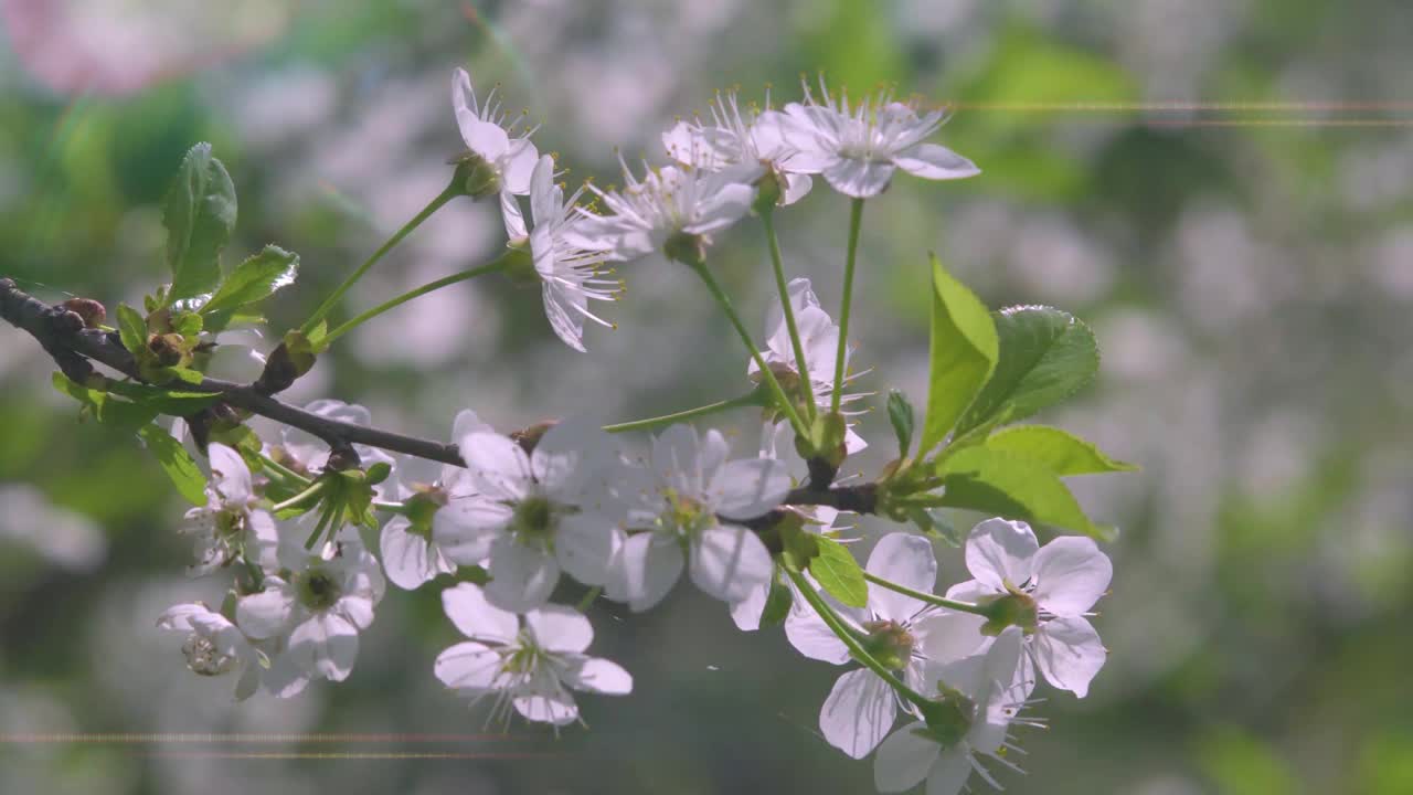 在一个阳光明媚的夏日，盛开的樱桃和苹果树。视频下载