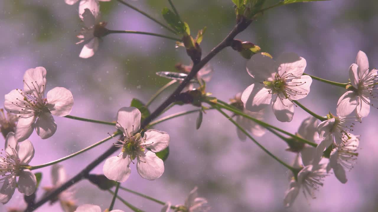 在一个阳光明媚的夏日，盛开的樱桃和苹果树。视频下载