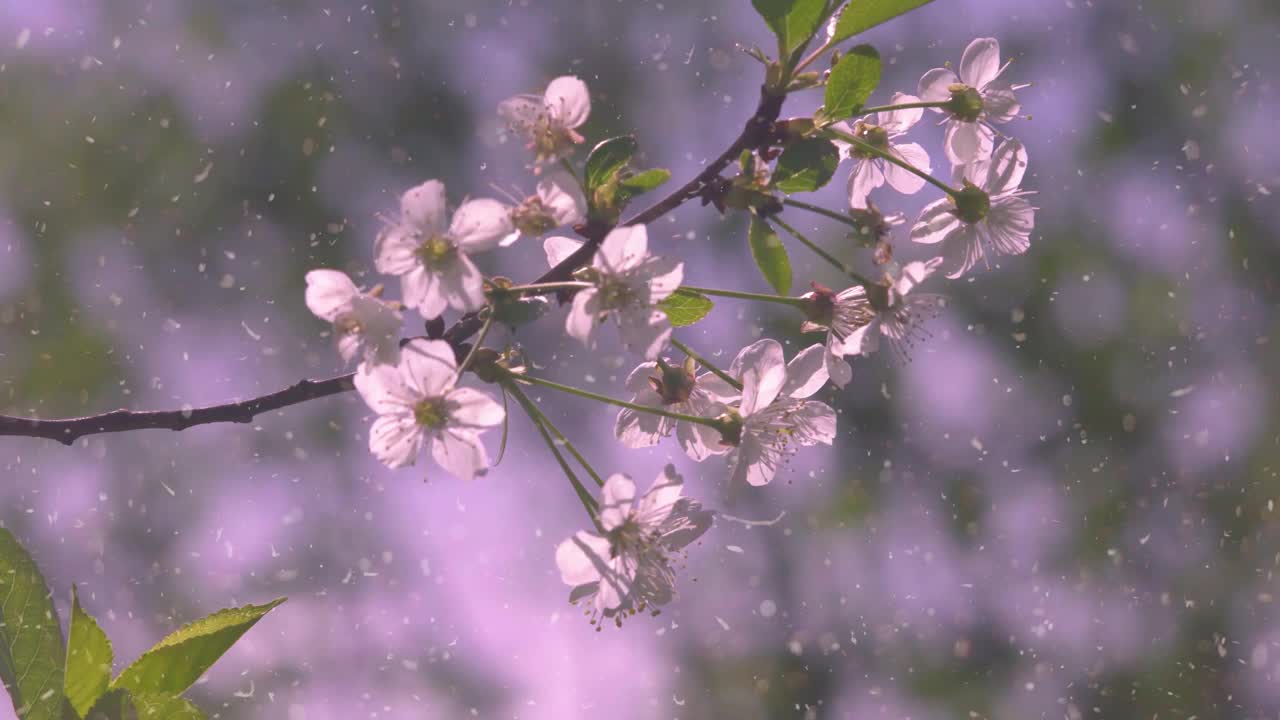 在一个阳光明媚的夏日，盛开的樱桃和苹果树。视频下载