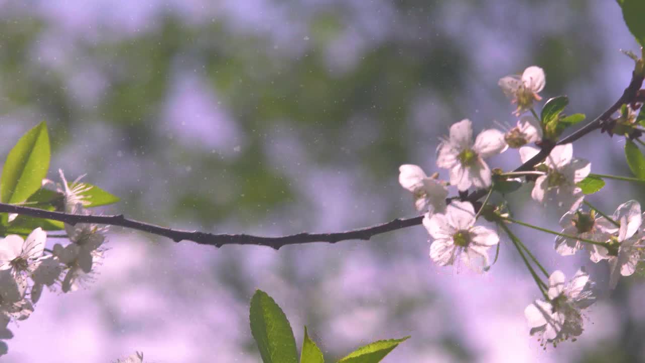 在一个阳光明媚的夏日，盛开的樱桃和苹果树。视频下载