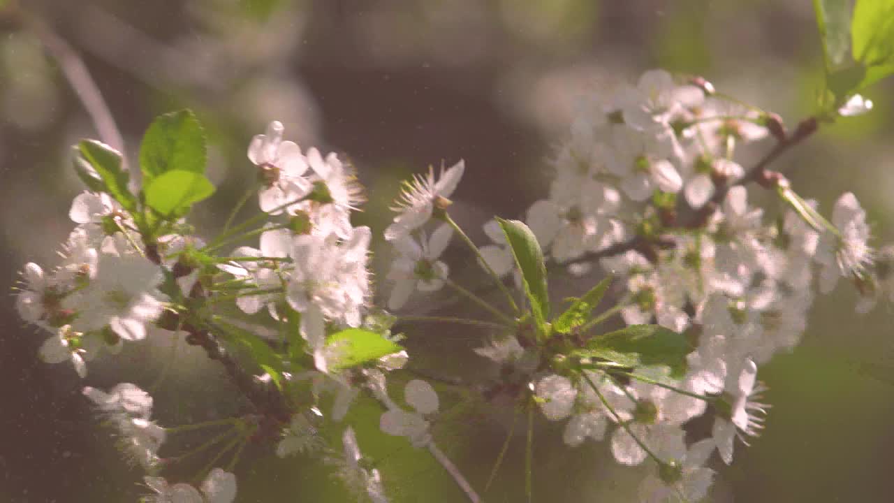 在一个阳光明媚的夏日，盛开的樱桃和苹果树。视频下载