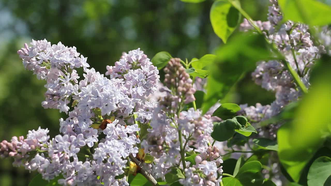 盛开的紫丁香花。视频下载