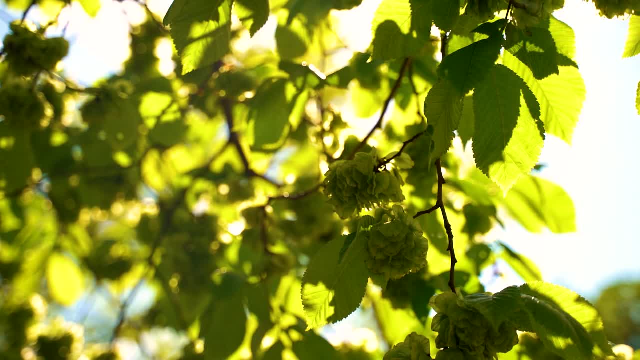 阳光从茂密的绿叶中穿透视频下载