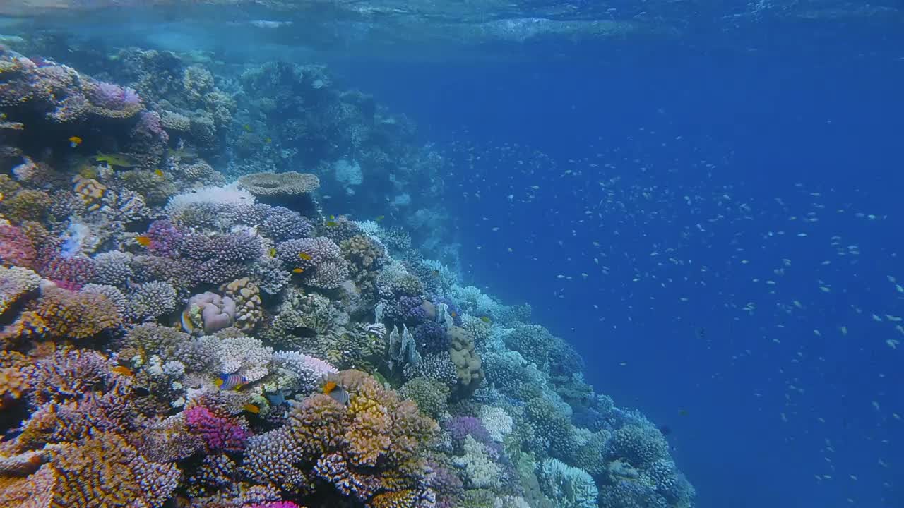 美丽的珊瑚礁上的海洋生物和许多小型热带鱼，绿色Chromis viridis(绿色Chromis)在红海-马萨阿拉姆-埃及视频下载