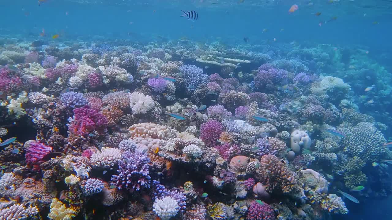 在埃及红海的马萨阿拉姆，美丽的珊瑚礁上有海洋生物和许多小型热带鱼视频下载