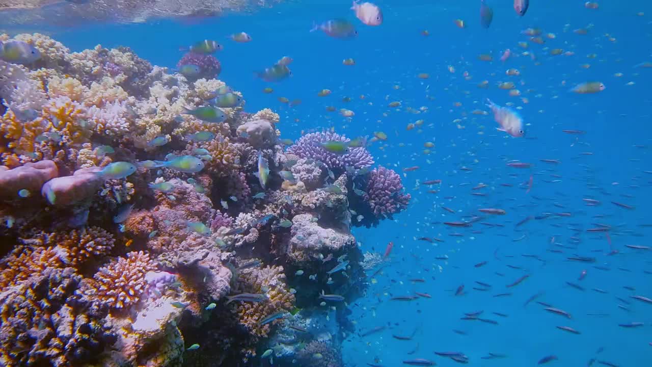 美丽的珊瑚礁上的海洋生物和许多小型热带鱼，绿色Chromis viridis(绿色Chromis)在红海-马萨阿拉姆-埃及视频下载