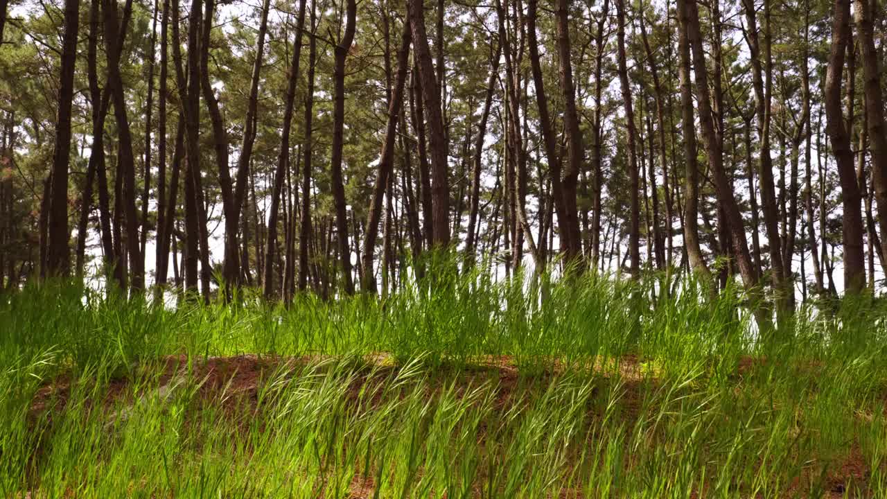 韩国忠清南道泰安郡泰安海国立公园松树林的风景视频素材