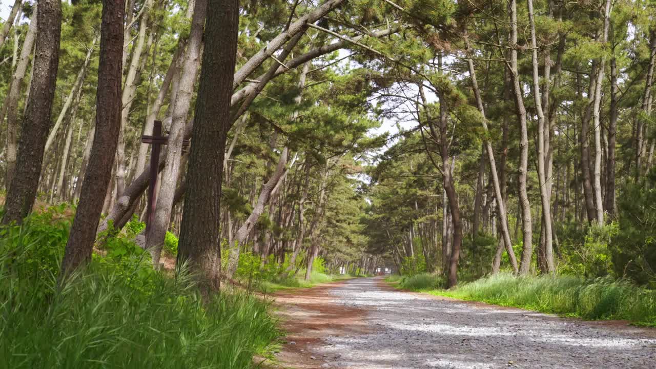 韩国忠清南道泰安郡泰安海国立公园松林散步的风景视频素材