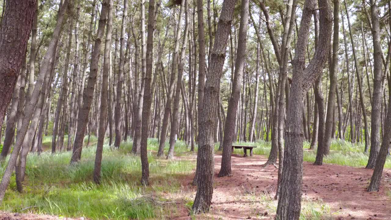 韩国忠清南道泰安郡泰安海国立公园松树林的风景视频素材