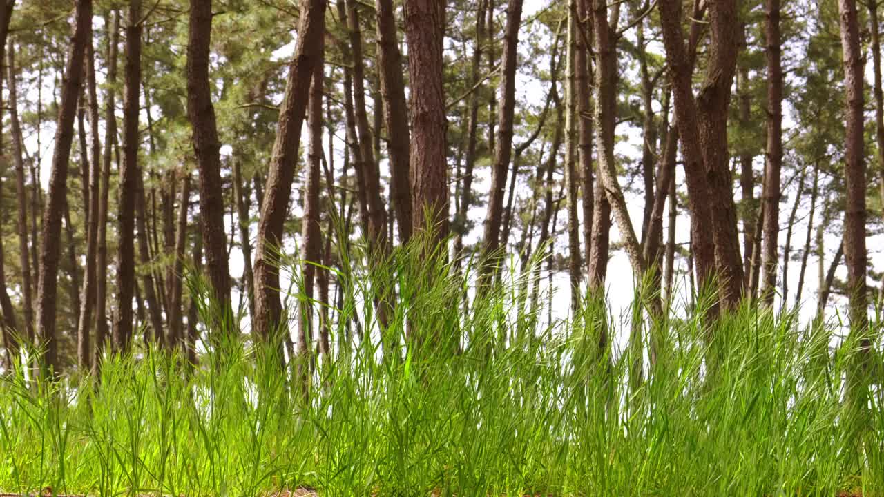 韩国忠清南道泰安郡泰安海国立公园松树林的风景视频素材