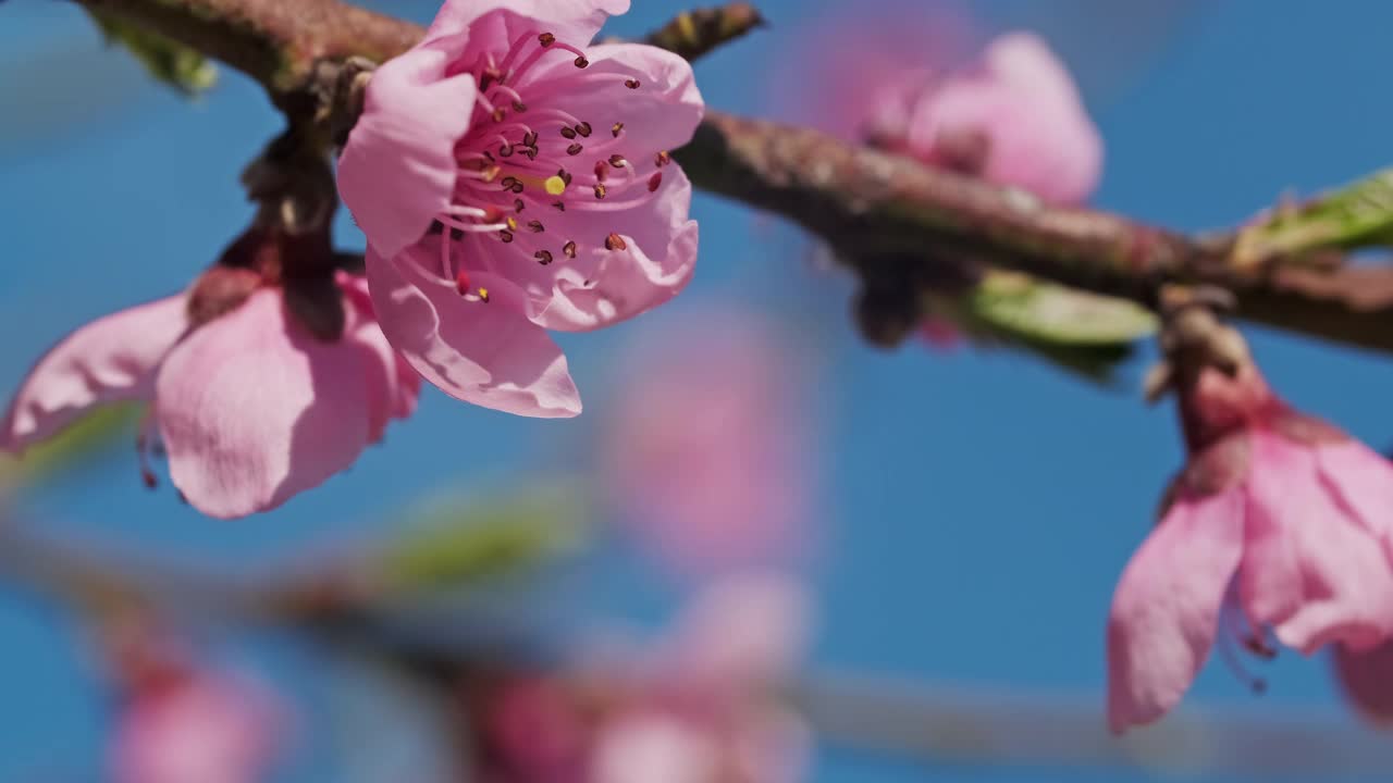 桃树在春天开花视频素材